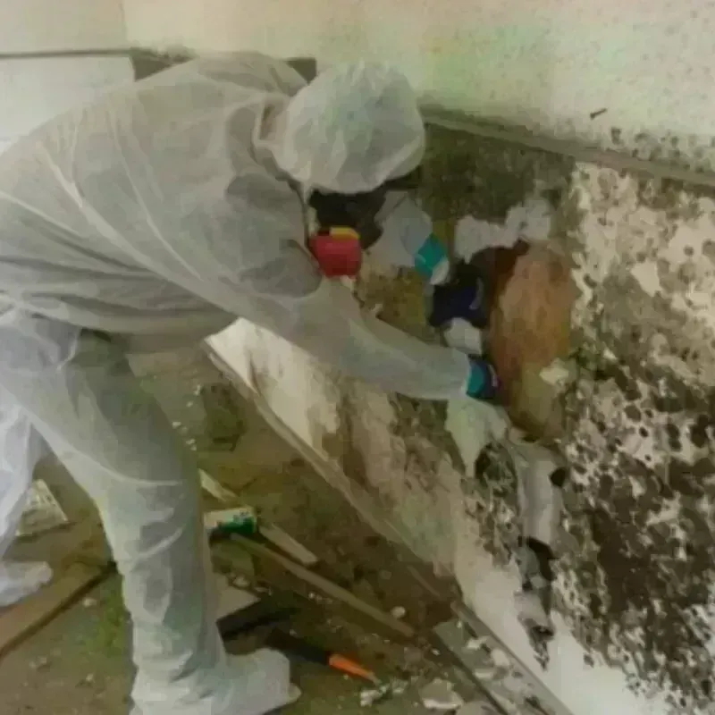 Mold Remediation and Removal in Sheridan, AR